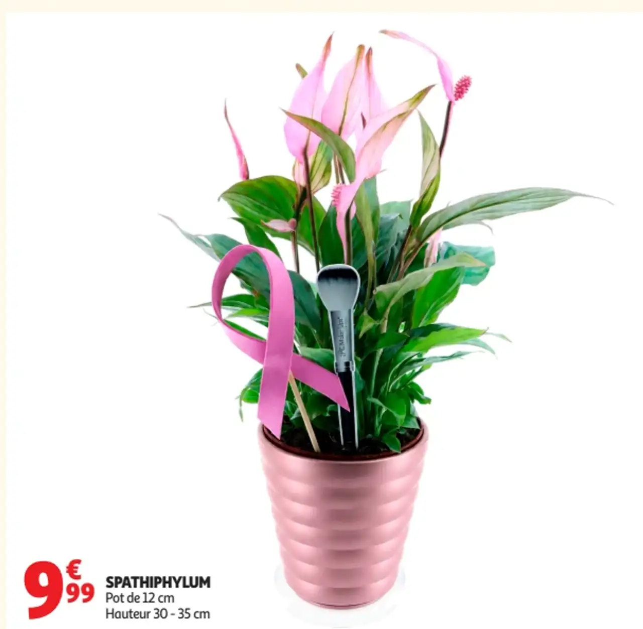 Spathiphyllum Pot de 12 cm