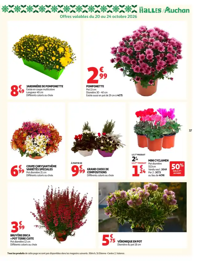 newspaper image - Coupe chrysanthème variétés spéciales - Auchan Hypermarché