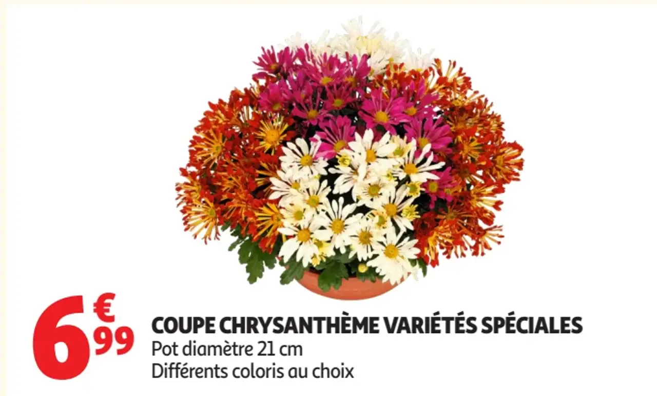 Coupe chrysanthème variétés spéciales