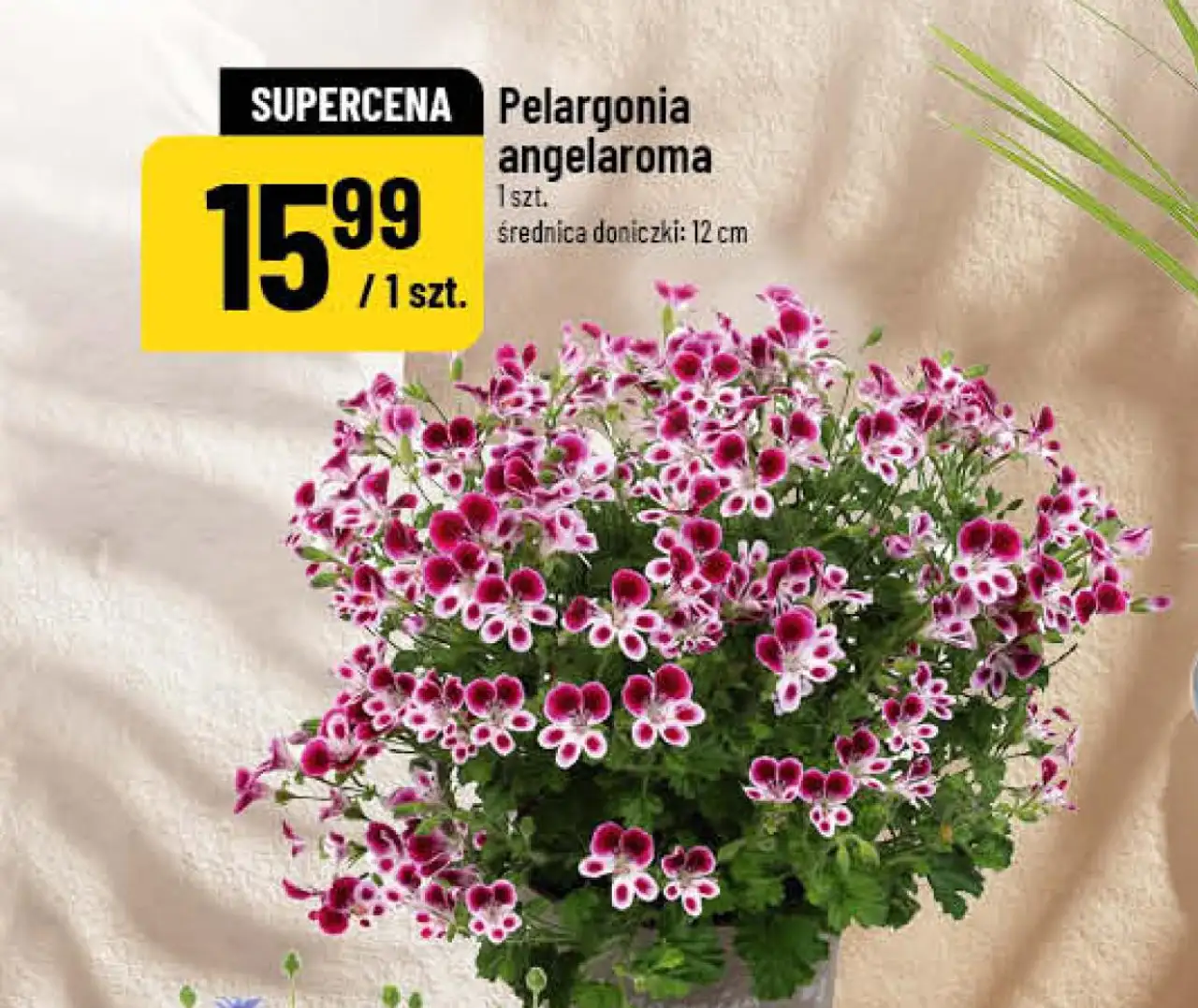 Pelargonia angelaroma 1 szt. średnica doniczki: 12 cm