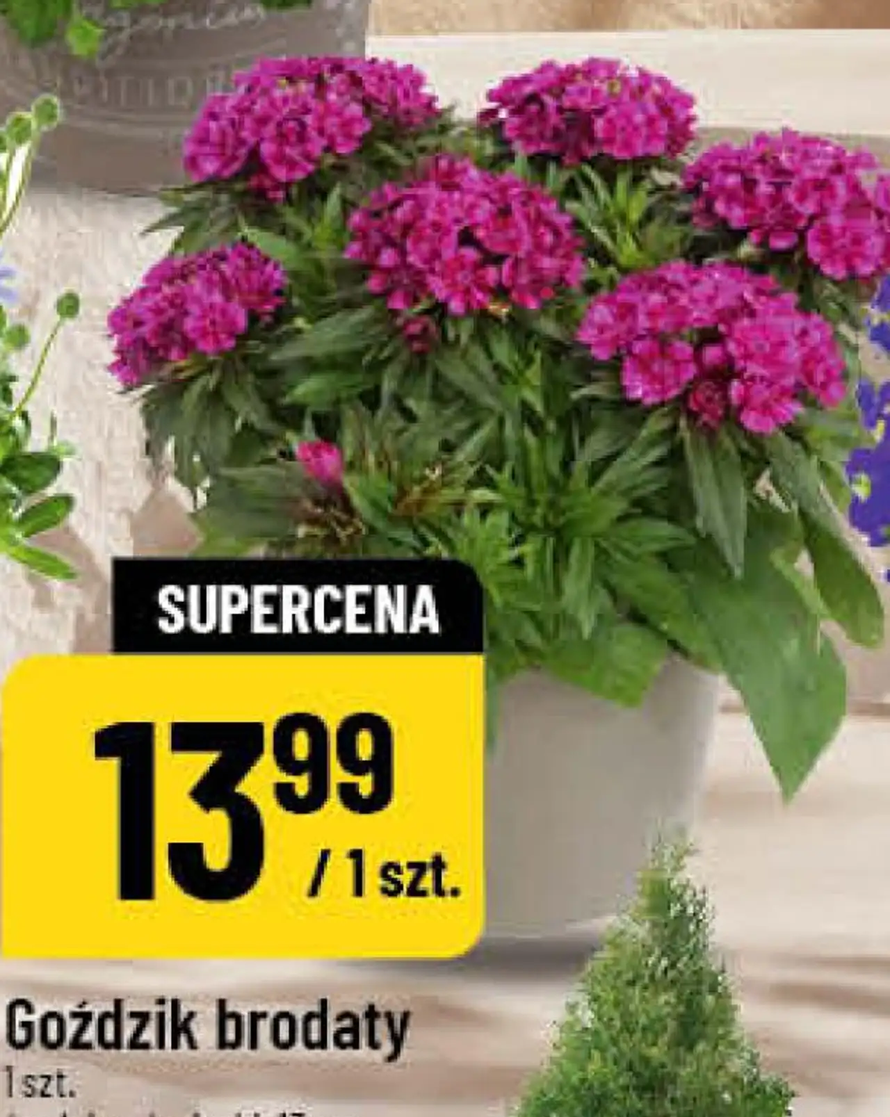 Goździk brodaty 1 szt. średnica doniczki: 13 cm