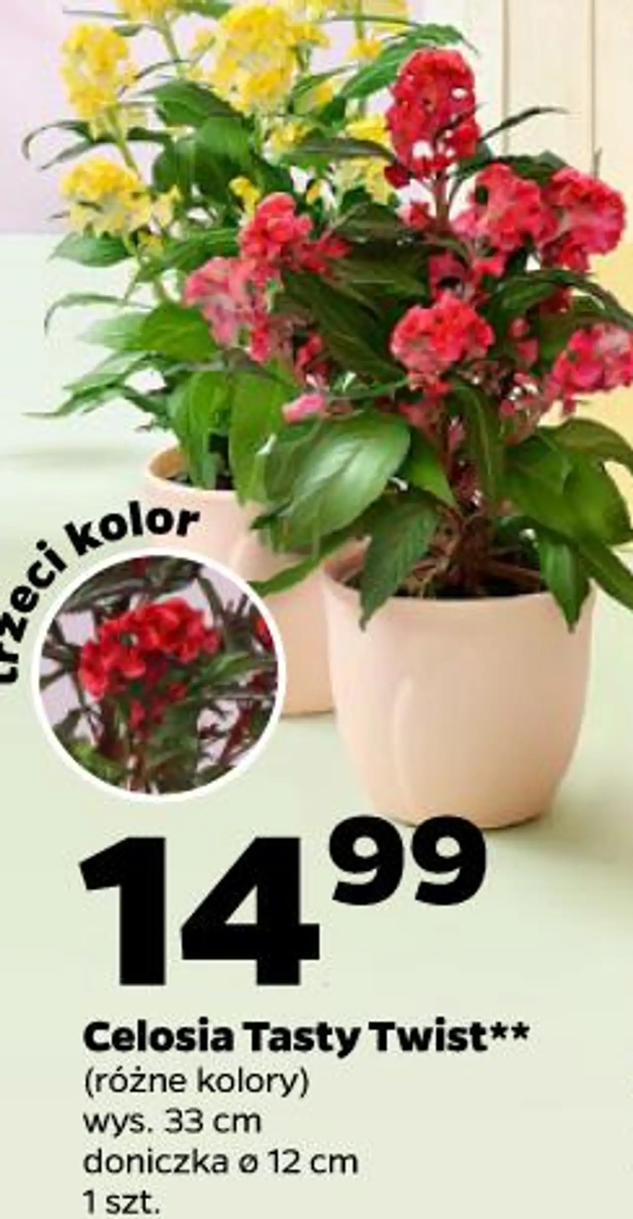 Celosia Tasty Twist** (różne kolory) wys. 33 cm doniczka ø 12 cm 1 szt.