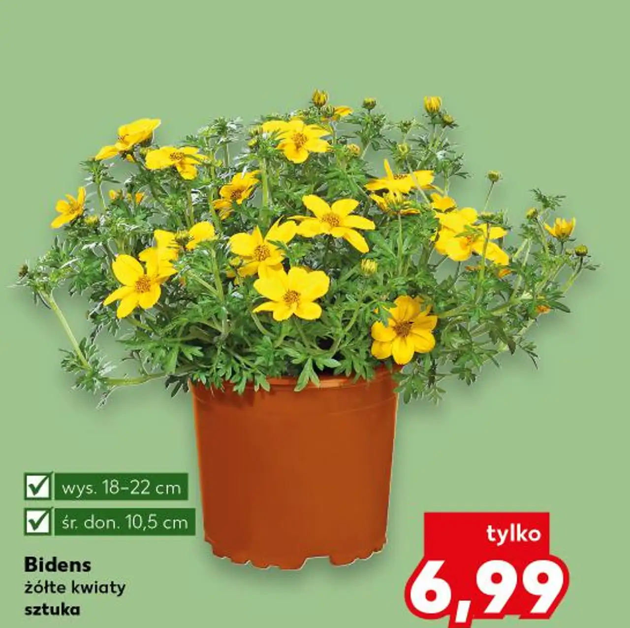 Bidens żółte kwiaty sztuka