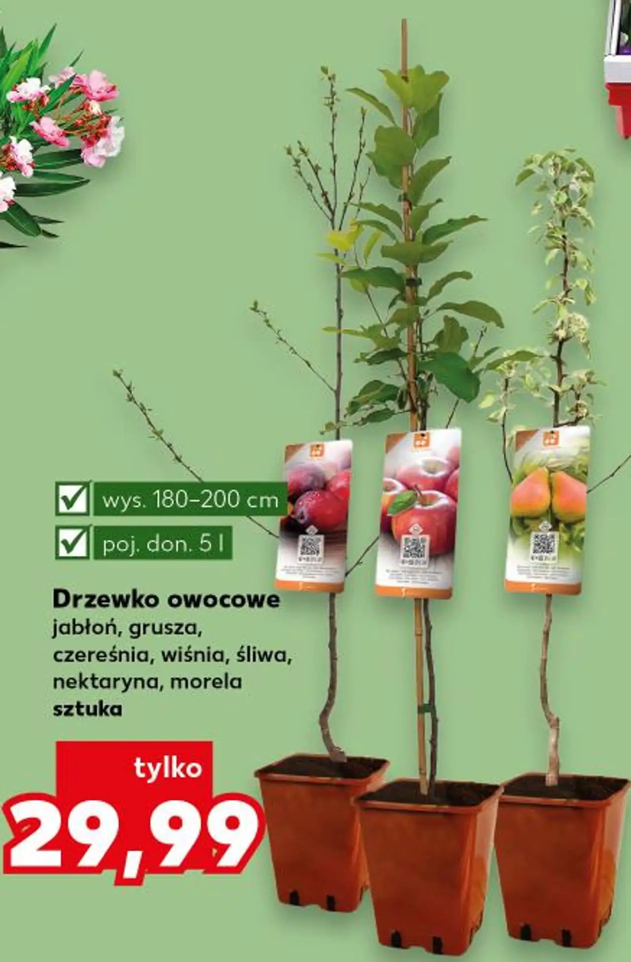 Drzewko owocowe jabłoń, grusza, czereśnia, wiśnia, śliwa, nektaryna, morela