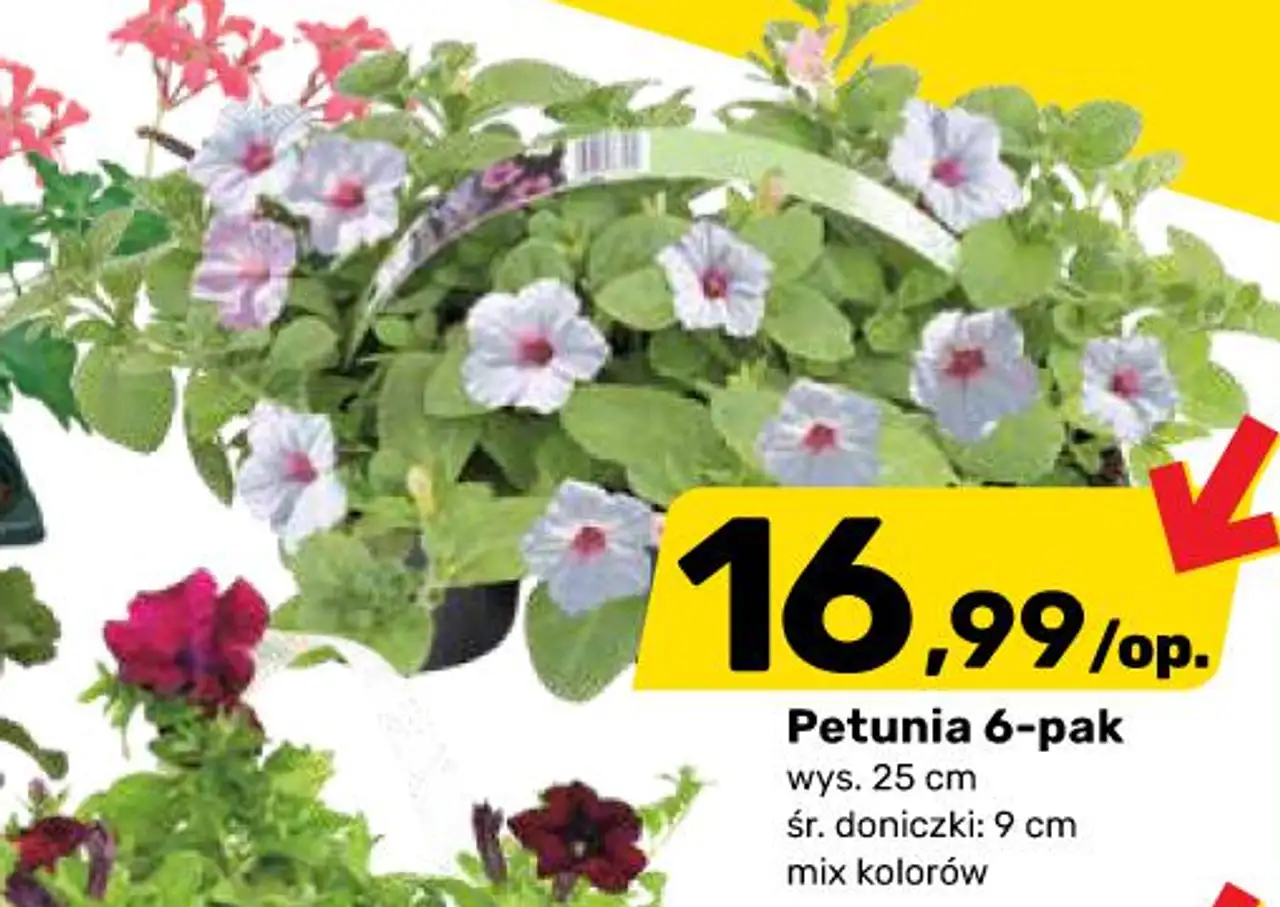 Petunia 6-pak