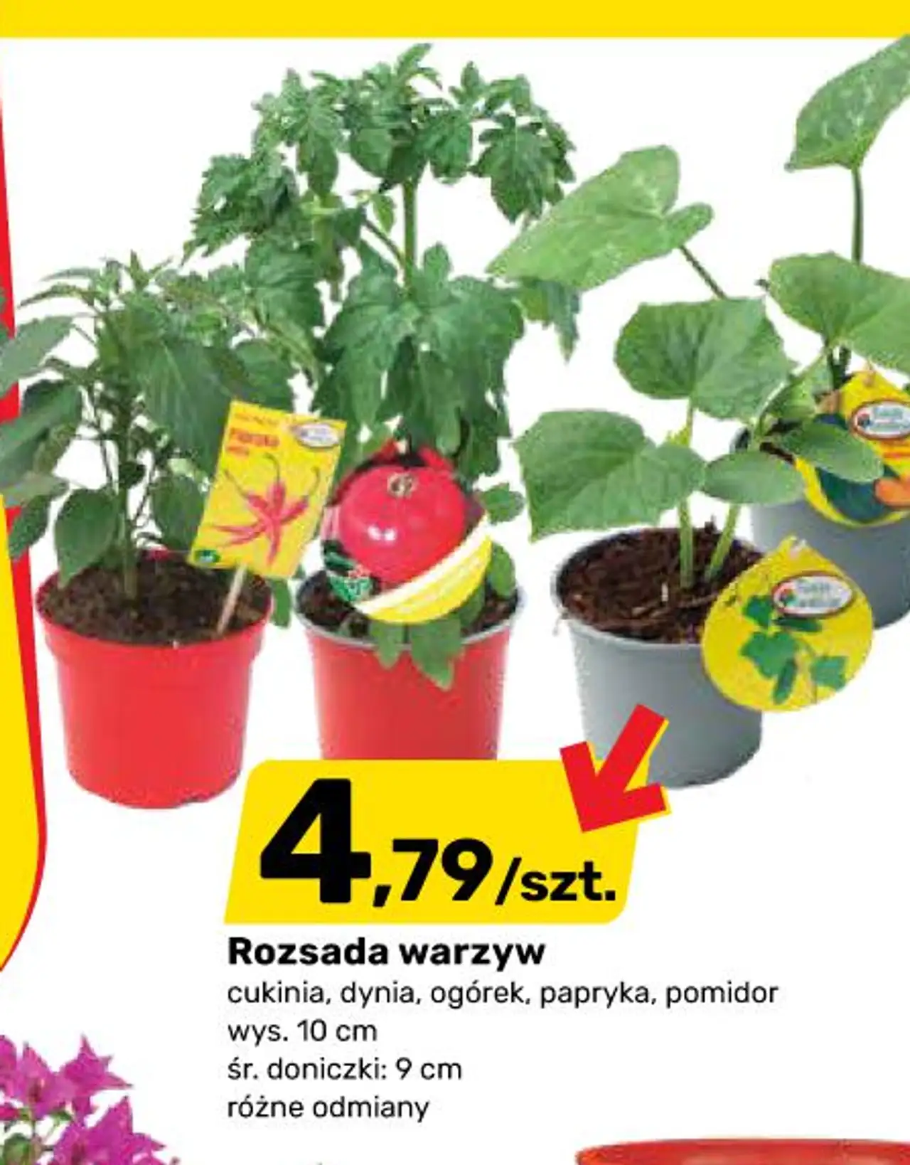 Rozsada warzyw cukinia , dynia , ogórek , papryka , pomidor wys . 10 cm śr . doniczki : 9 cm różne odmiany