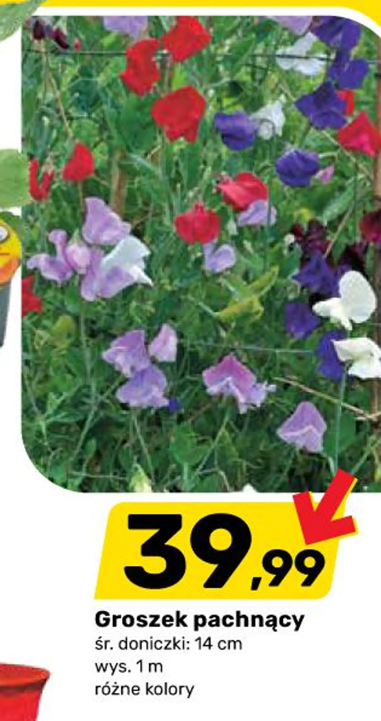 Groszek pachnący śr . doniczki : 14 cm wys . 1m różne kolory