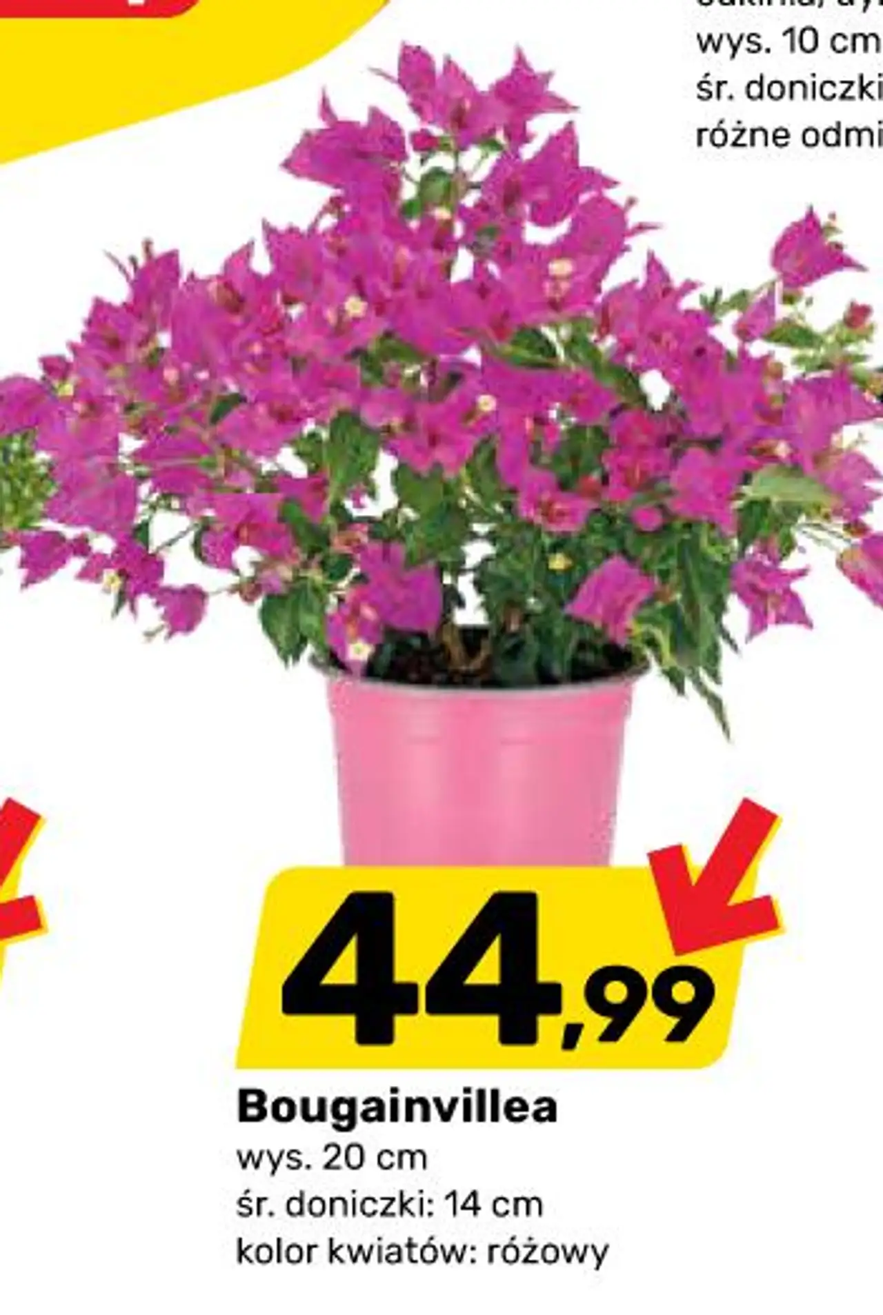 Bougainvillea wys . 20 cm śr . doniczki : 14 cm kolor kwiatów : różowy