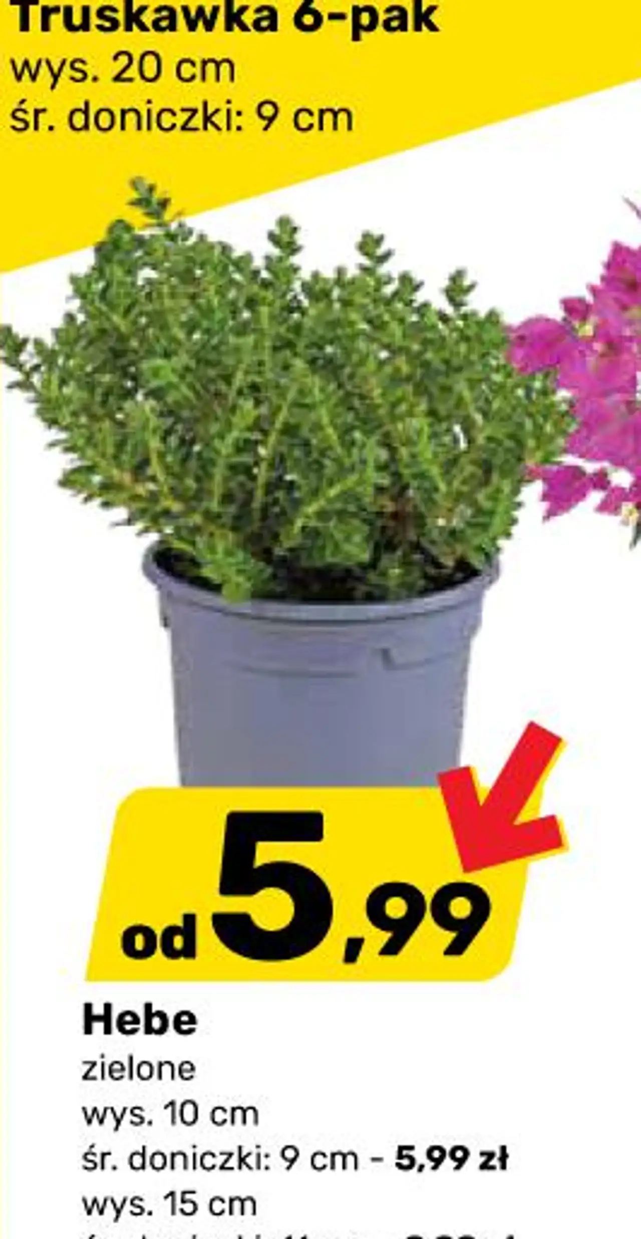 Hebe zielone wys . 10 cm śr . doniczki : 9 cm - 5,99 zł wys . 15 cm śr . doniczki : 11 cm - 9,99 zł