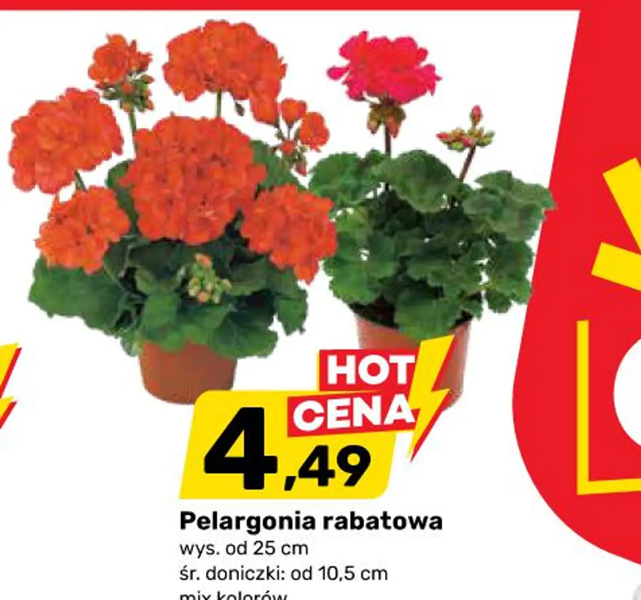 Pelargonia rabatowa wys. od 25 cm śr. doniczki: od 10,5 cm mix kolorów