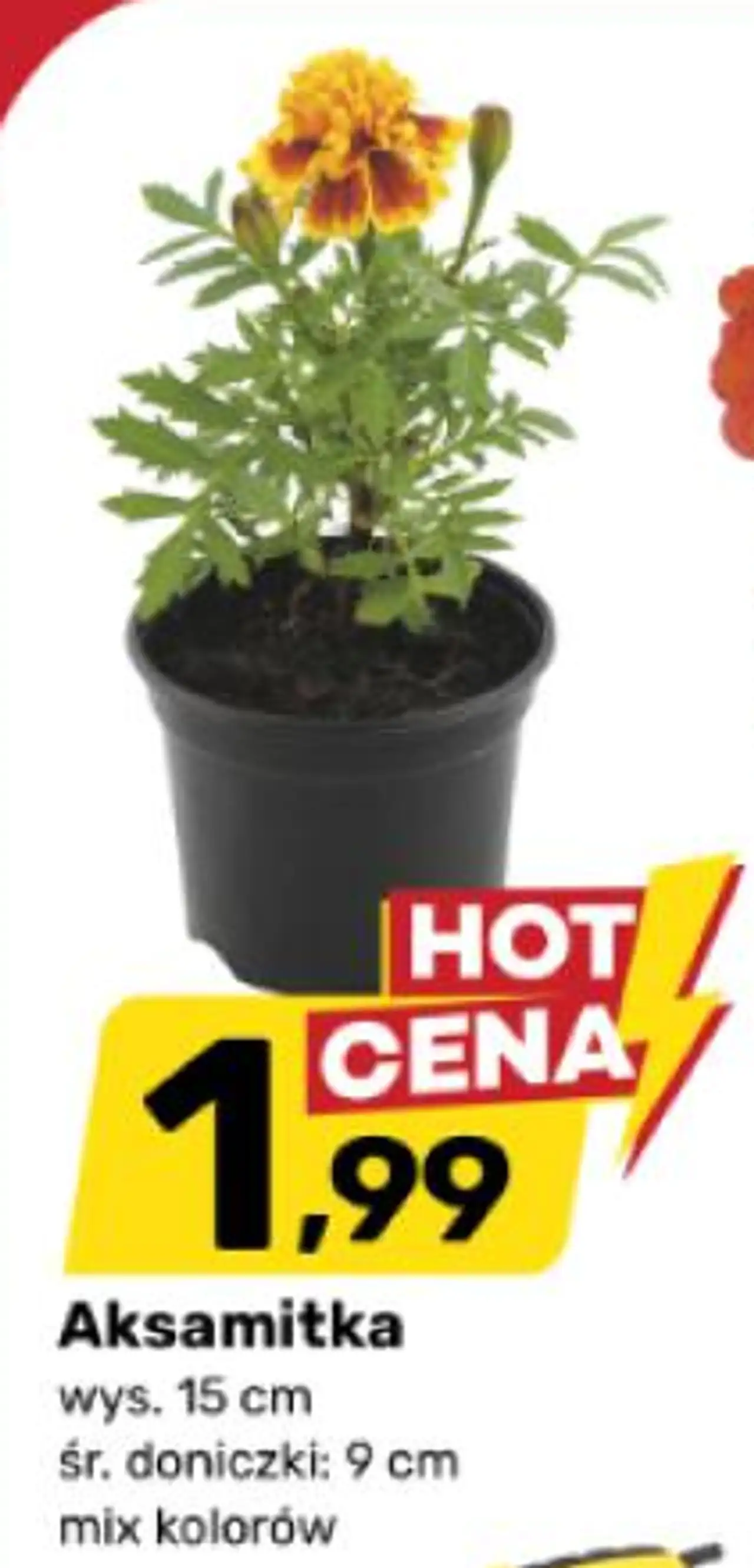 Aksamitka wys. 15 cm śr. doniczki 9 cm mix kolorów