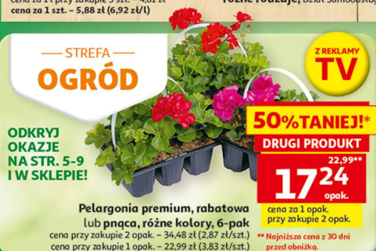 Pelargonia premium, rabatowa lub pnąca