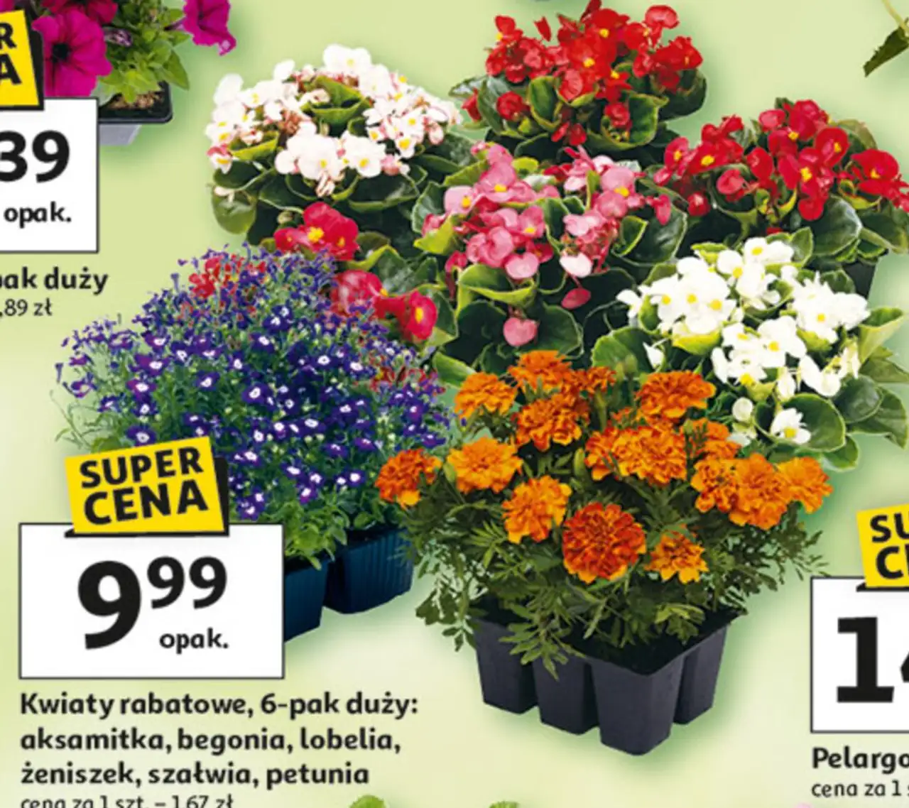Kwiaty rabatowe, 6-pak duży: aksamitka, begonia, lobelia, żeniszek, szałwia, petunia