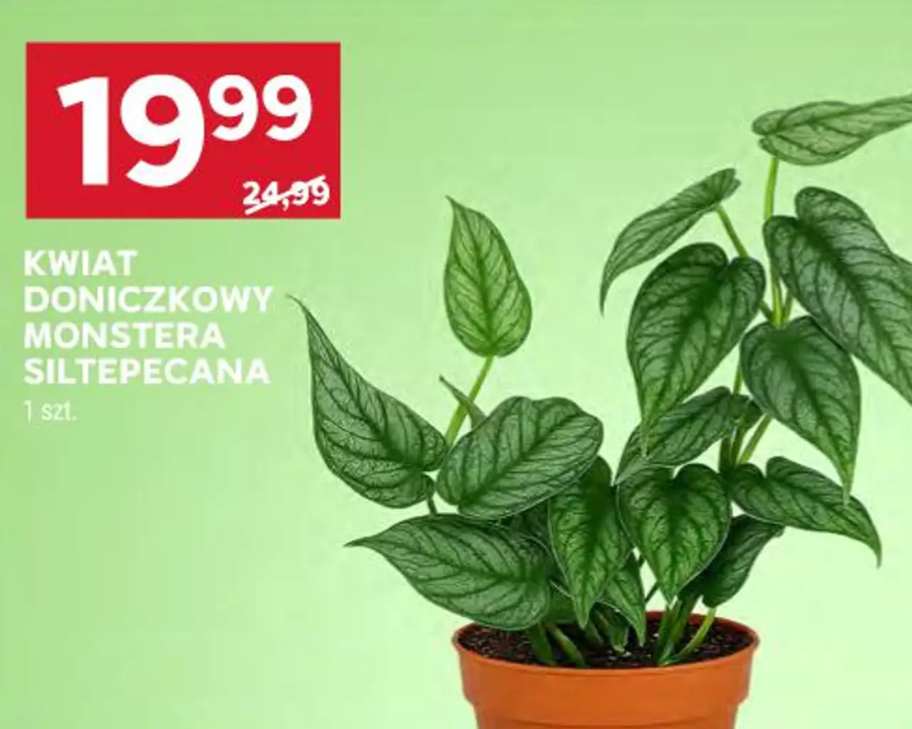 KWIAT DONICZKOWY MONSTERA SILTEPECANA