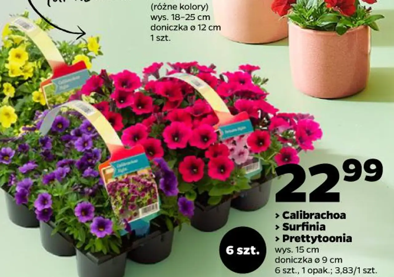 > Calibrachoa > Surfinia > Prettytoonia wys. 15 cm, doniczka ø 9 cm, 6 szt., 1 opak.