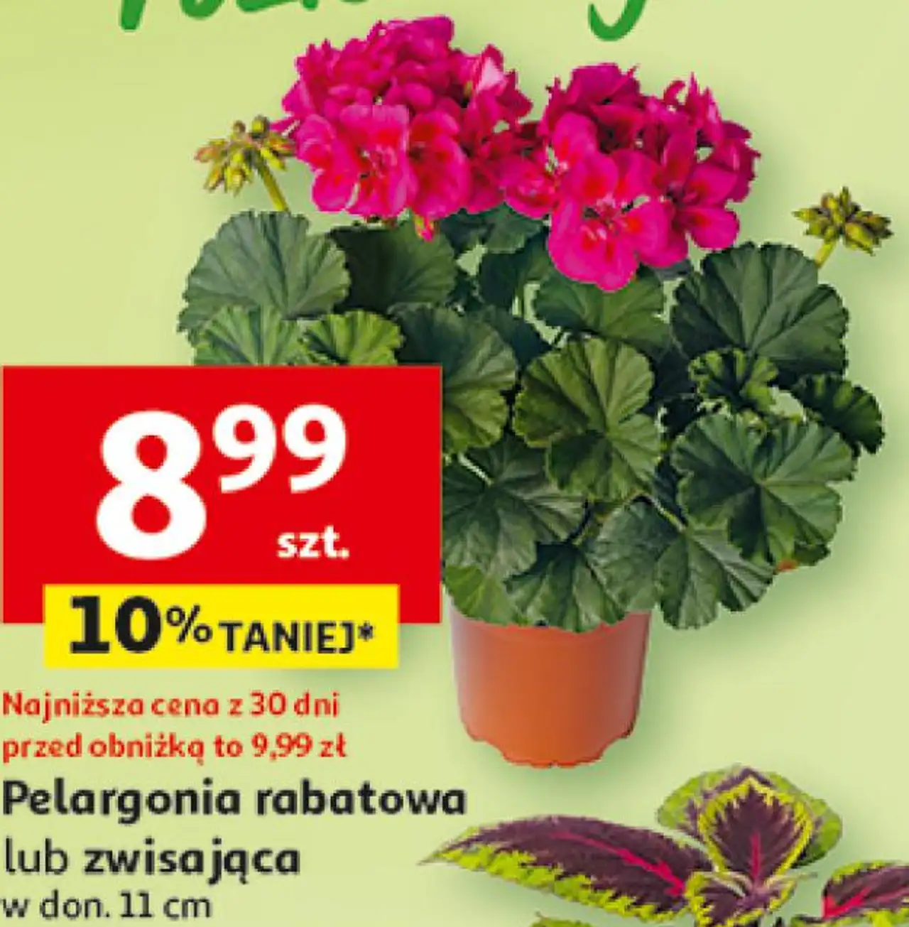 Pelargonia rabatowa lub zwisająca