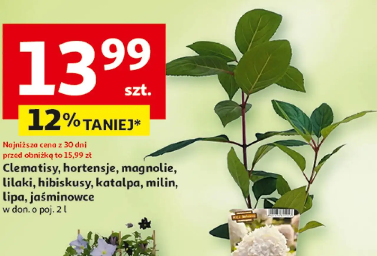 Clematisy, hortensje, magnolie, lilaki, hibiskusy, katalpa, milin, lipa, jaśminowce w don. o poj. 2 l