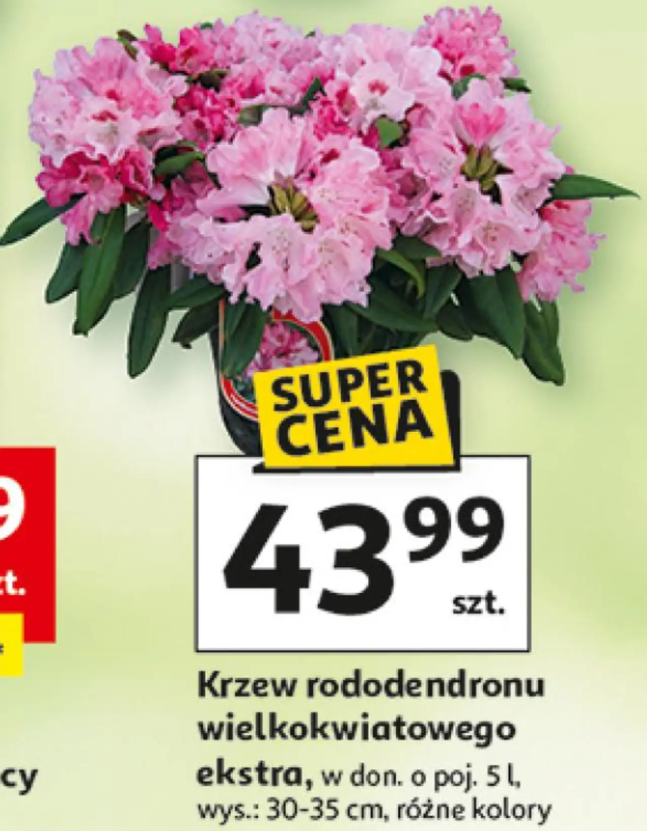 Krzew rododendronu wielkokwiatowego ekstra, w don. o poj. 5 l, wys.: 30-35 cm, różne kolory