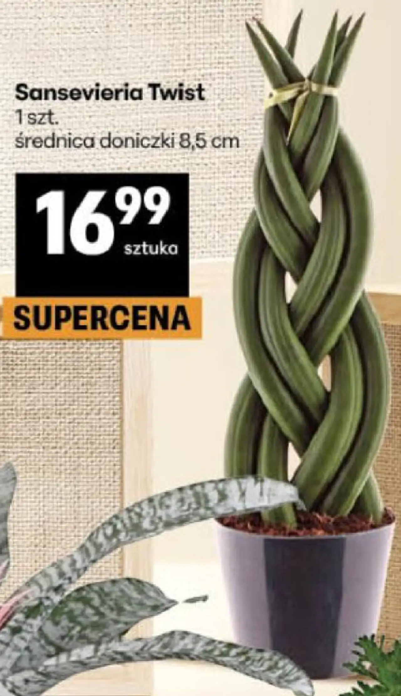 Sansevieria Twist 1 szt. średnica doniczki 8,5 cm