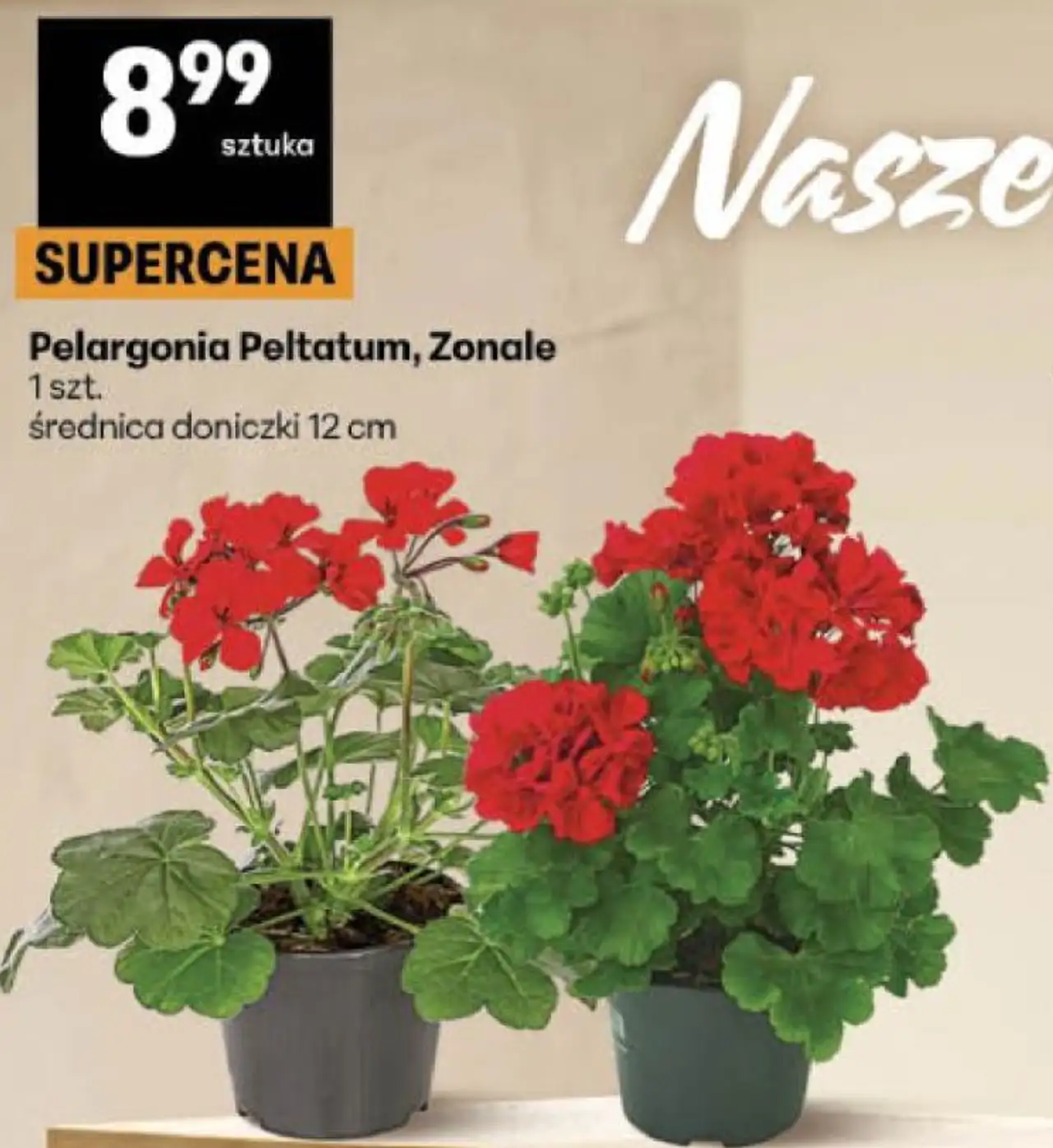 Pelargonia Peltatum, Zonale 1 szt. średnica doniczki 12 cm