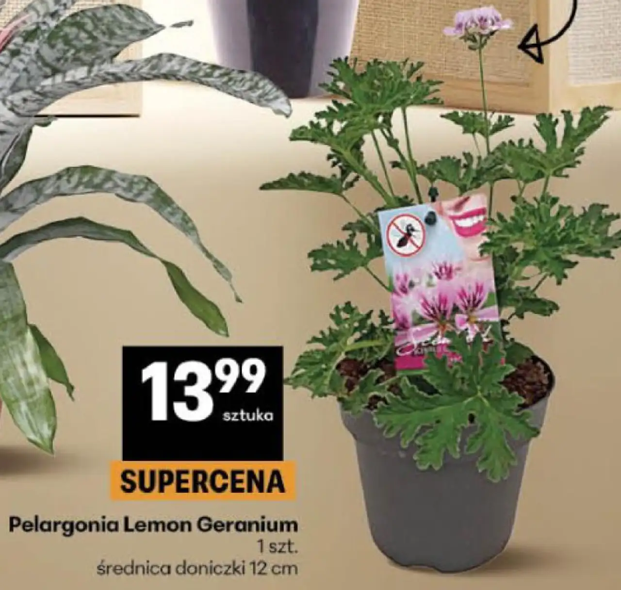 Pelargonia Lemon Geranium 1 szt. średnica doniczki 12 cm
