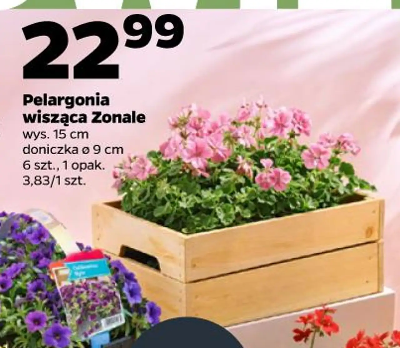 Pelargonia wisząca Zonale wys. 15 cm doniczka ø 9 cm 6 szt., 1 opak.