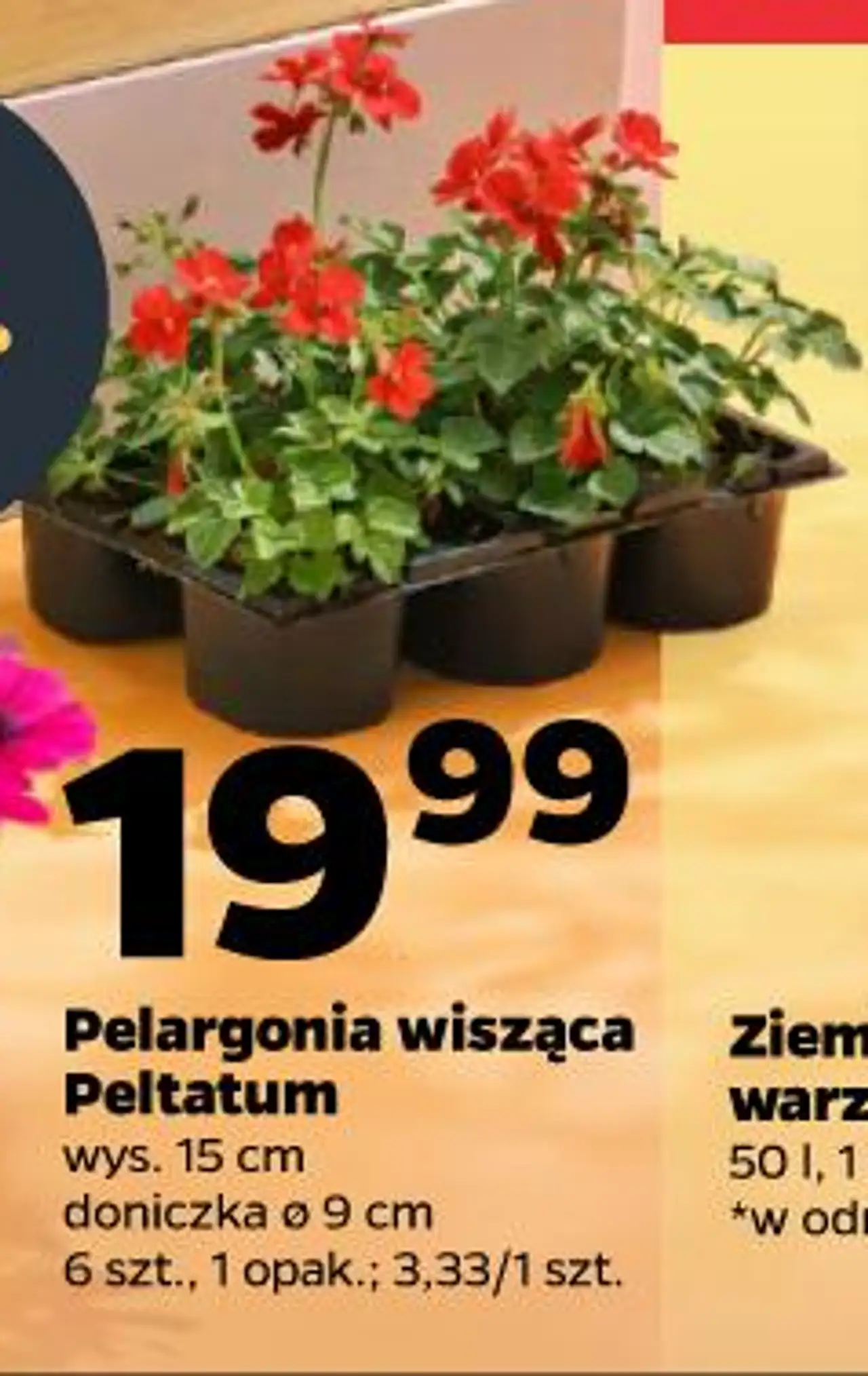 Pelargonia wisząca Peltatum wys. 15 cm doniczka ø 9 cm 6 szt., 1 opak.