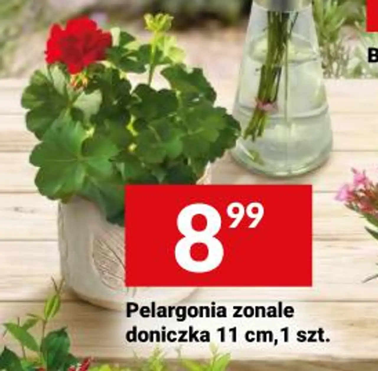 Pelargonia zonale doniczka 11cm