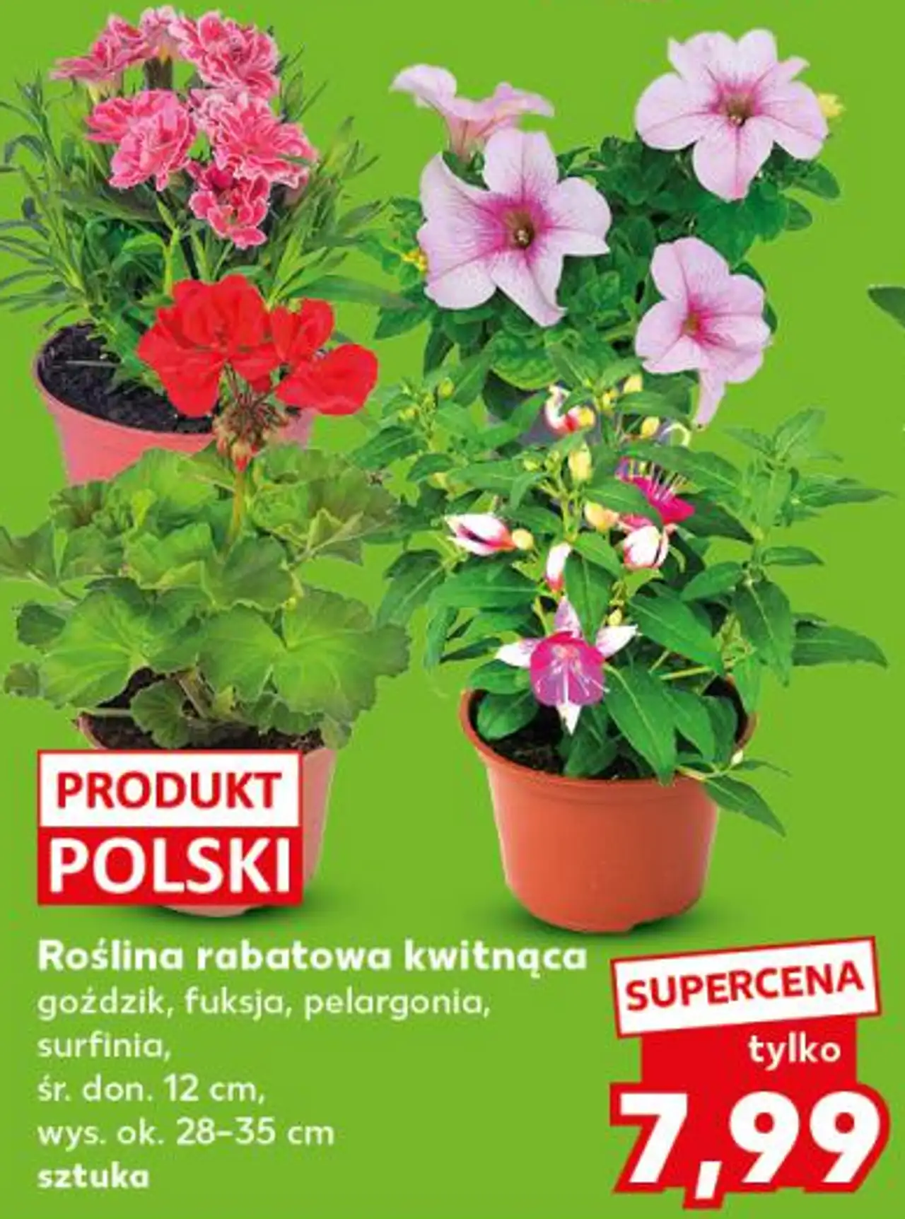 Roślina rabatowa kwitnąca