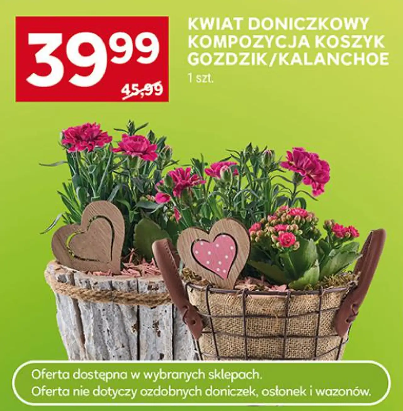 Kwiat doniczkowy Kompozycja koszyk Goździk/Kalanchoe