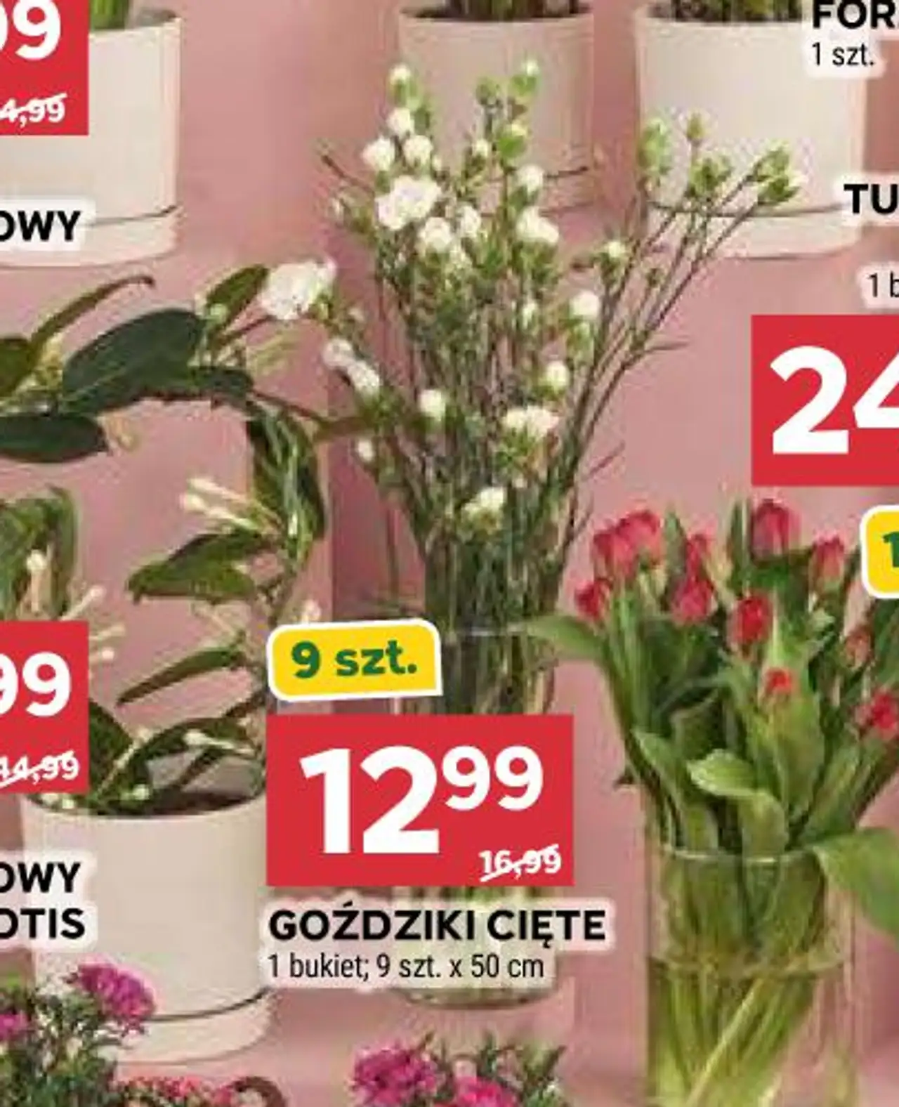 GOŹDZIKI CIĘTE 1 bukiet; 9 szt. x 50 cm