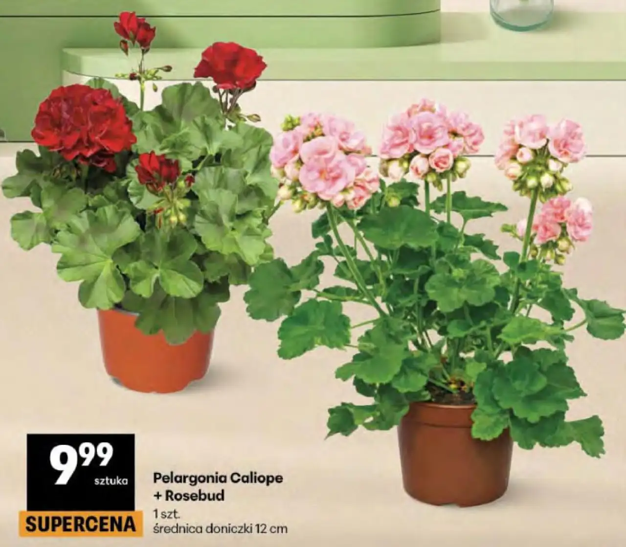 Pelargonia Caliope + Rosebud