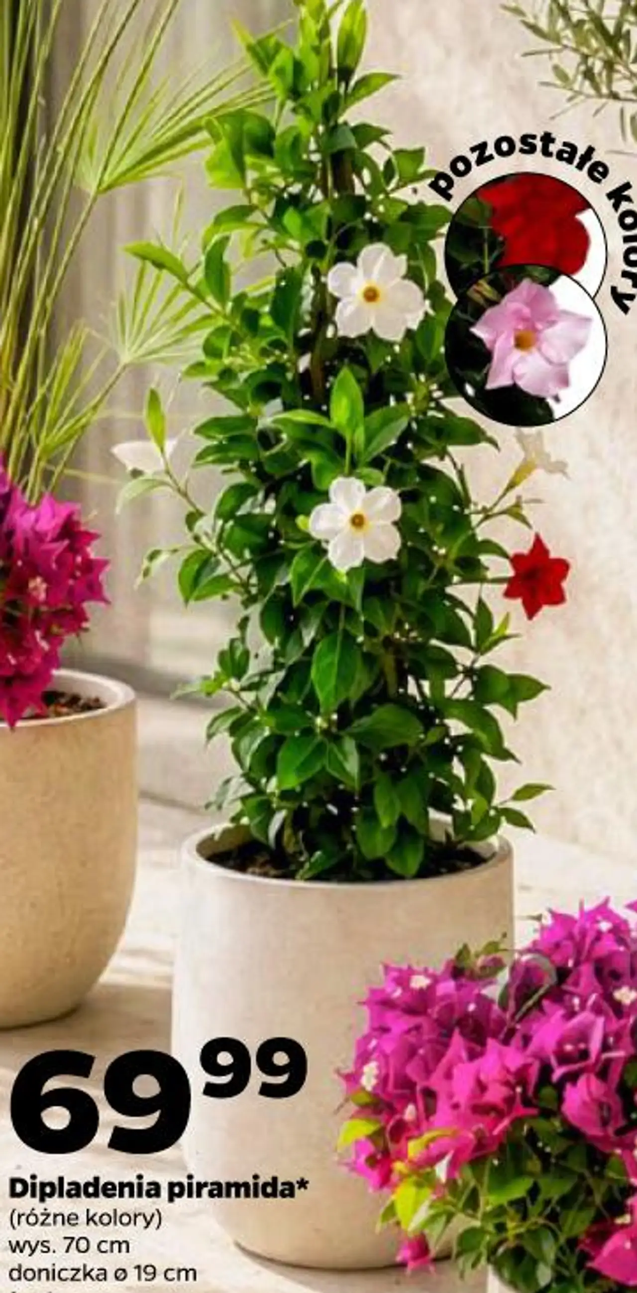 Dipladenia piramida (różne kolory) wys. 70 cm doniczka ø 19 cm 1 szt.