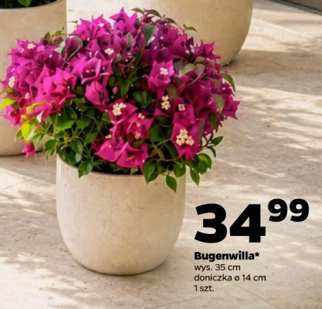 Bugenwilla wys. 35 cm doniczka ø 14 cm 1 szt.