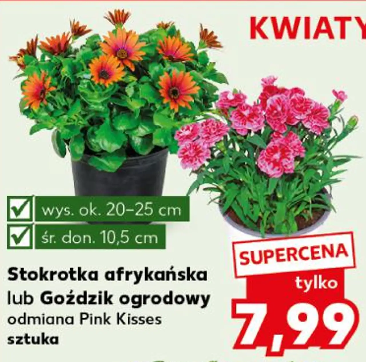 Stokrotka afrykańska lub Goździk ogrodowy odmiana Pink Kisses