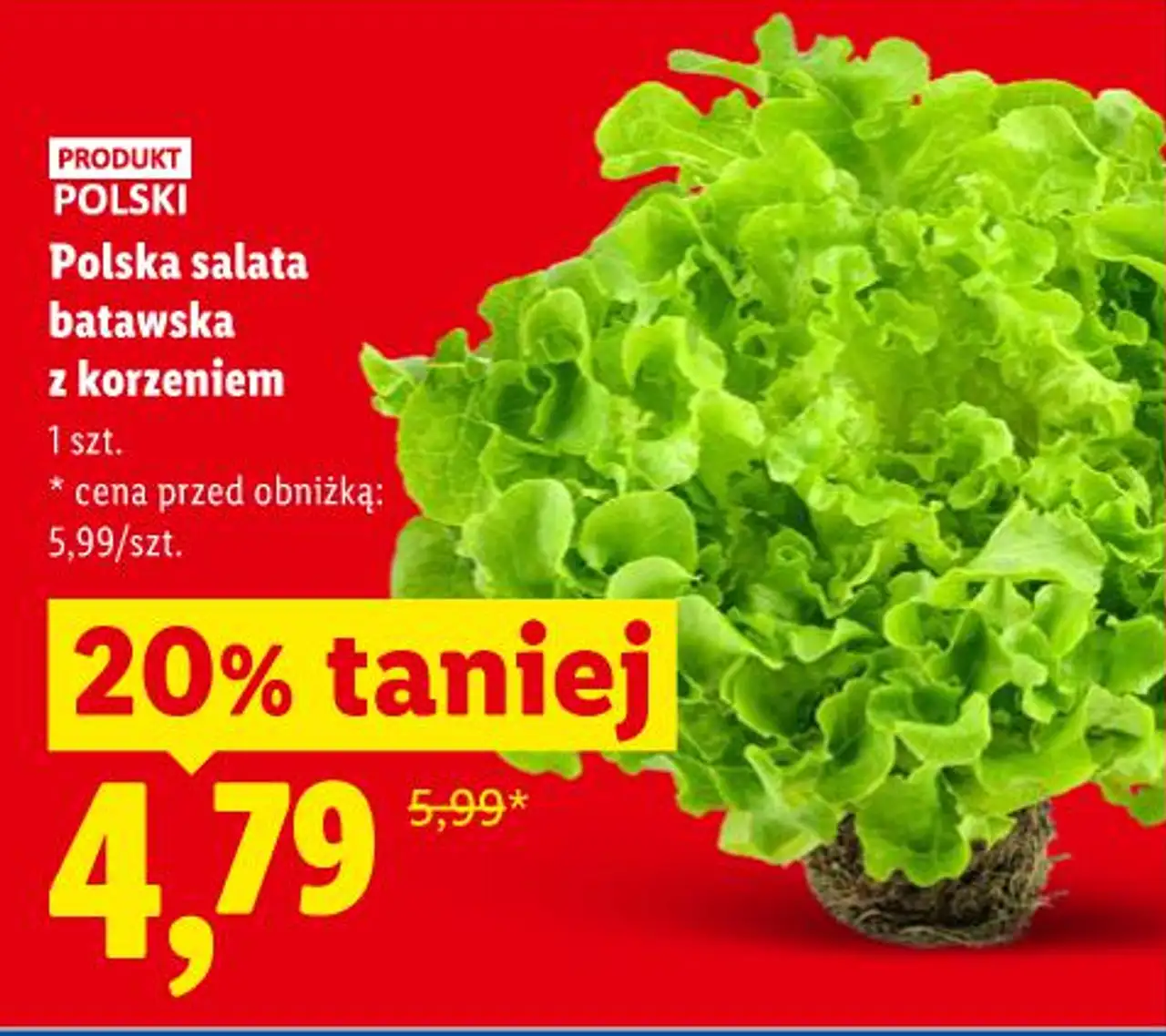 Polska sałata batawska z korzeniem