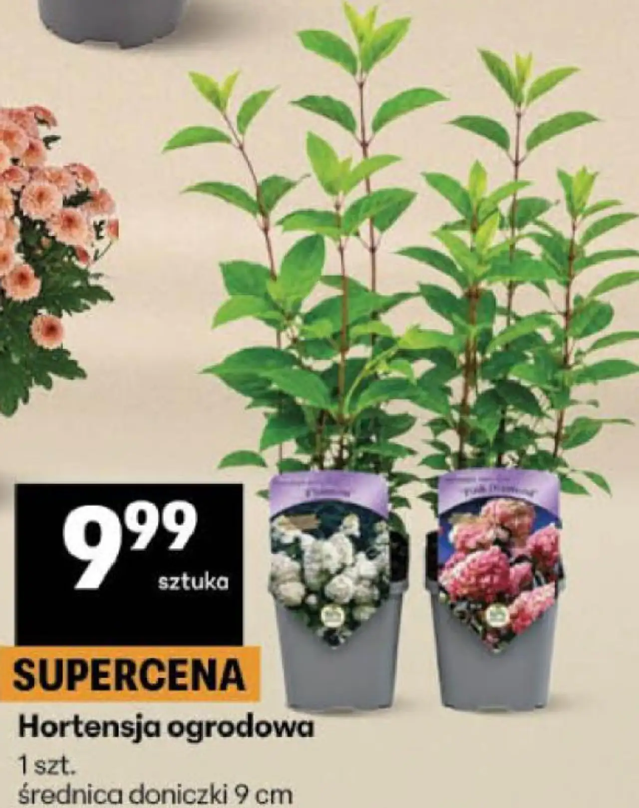 Hortensja ogrodowa
