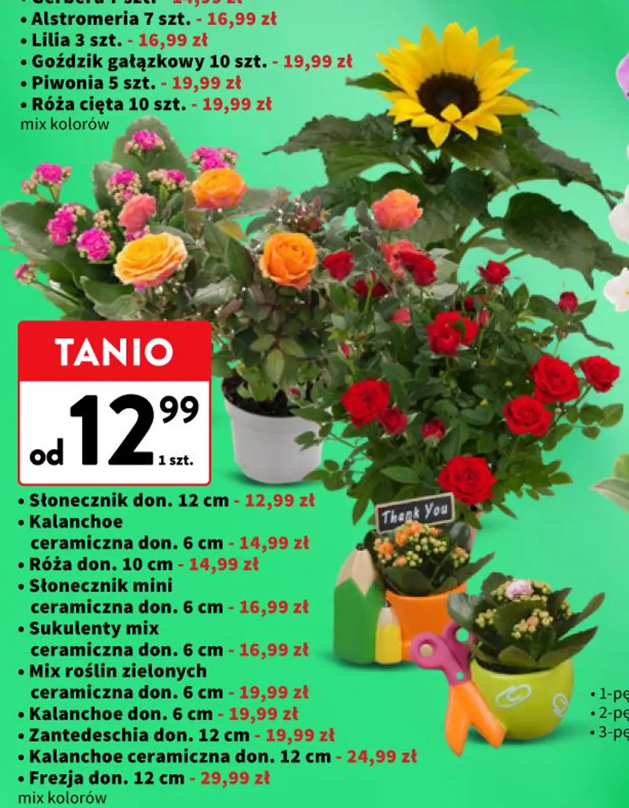 Kwiaty i rośliny doniczkowe mix (Słonecznik, Kalanchoe, Róża, Sukulenty, Zantedeschia, Frezja)