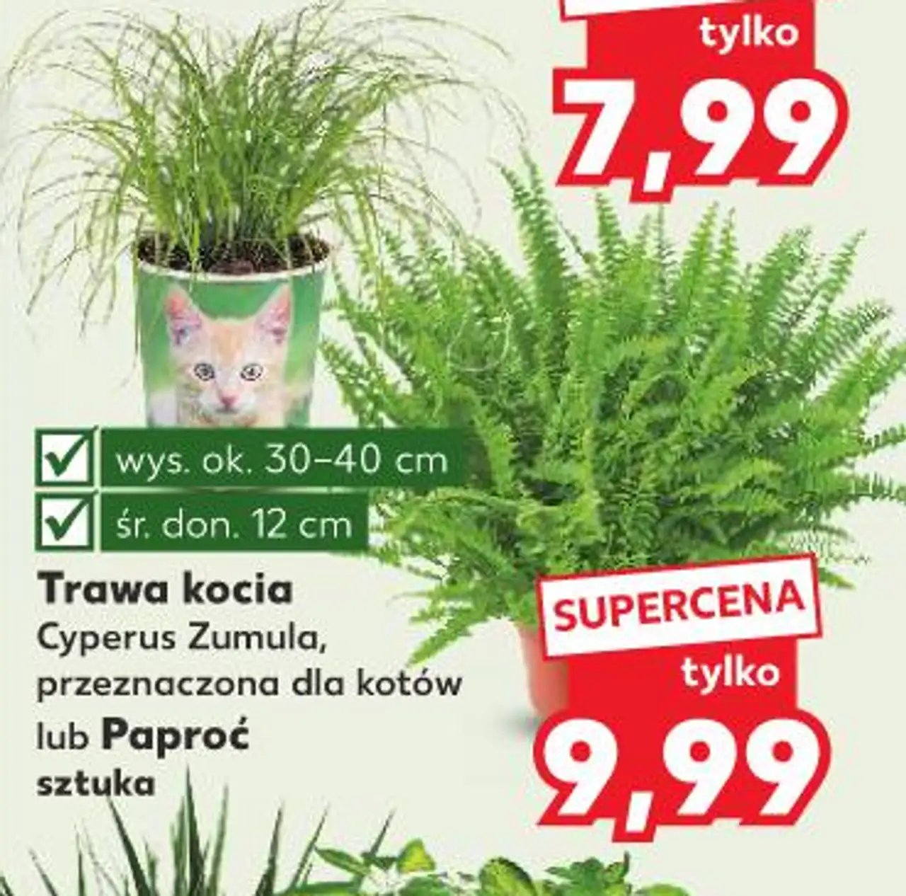 Trawa kocia Cyperus Zumula lub Paproć